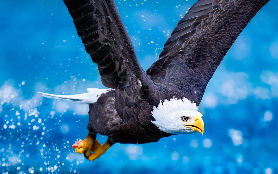 white and black eagle HD wallpaper