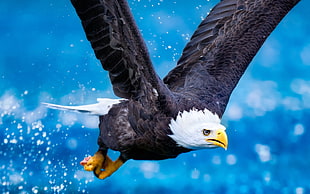 white and black eagle
