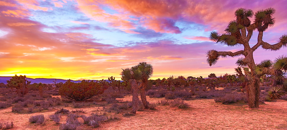 cactus on desert HD wallpaper