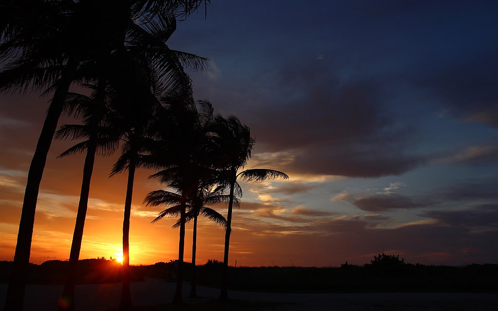 silhouette of palm trees, sunset, beach, palm trees HD wallpaper