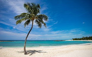 coconut palm tree, sea, beach, palm trees HD wallpaper