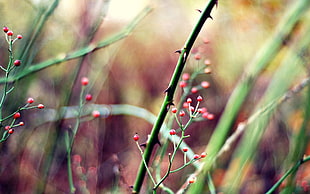 macro shift photography of red and green plant