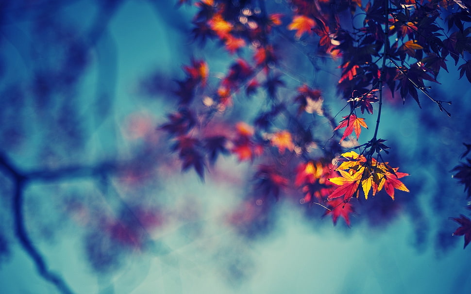 brown leafed tree, closeup HD wallpaper