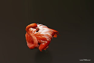 flamingo illustration, Andre Villeneuve, flamingos, birds, animals