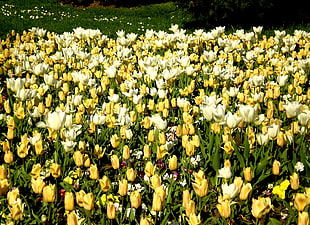 yellow and white Tulip flower field at daytime