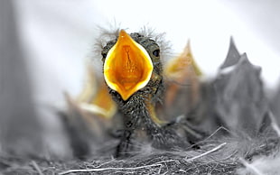 focus photography of gray fledgling bird
