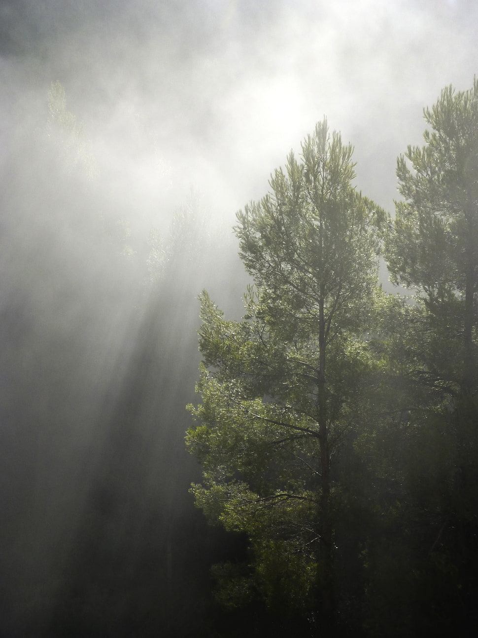 tree during cloudy sky photography HD wallpaper