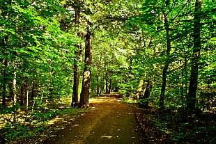 green forest photo