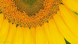 yellow sunflower HD wallpaper