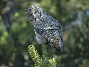 photography of Great Grey Owl perched on green leaf during daytime