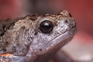 focus photography of frog
