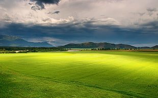 green grass field under cloudy sky HD wallpaper