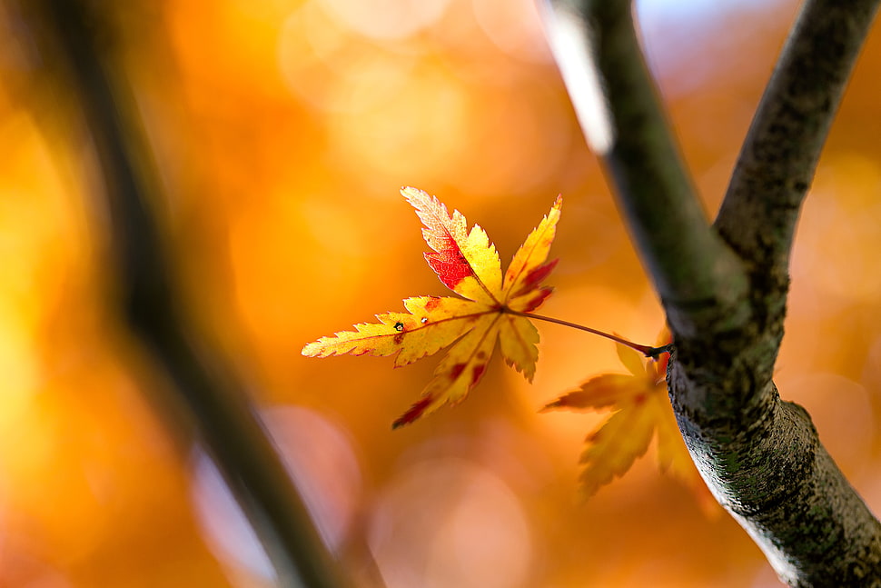 yellow colored maple leaf macro photo HD wallpaper