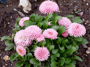 pink Bellis flower