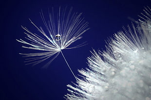 dandelion macro photography
