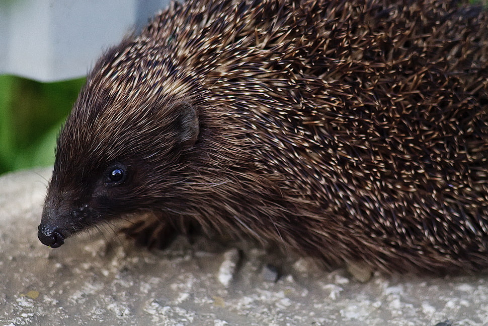 brown hedgehog, Hedgehog, Thorns, Muzzle HD wallpaper