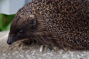 brown hedgehog, Hedgehog, Thorns, Muzzle