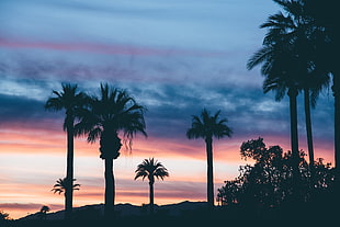 palm tree, Palms, Sunset, Sky