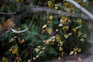 green leaves, leaves, bokeh, nature, fall