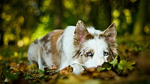 long-coated brown and white dog, dog, animals, depth of field, leaves