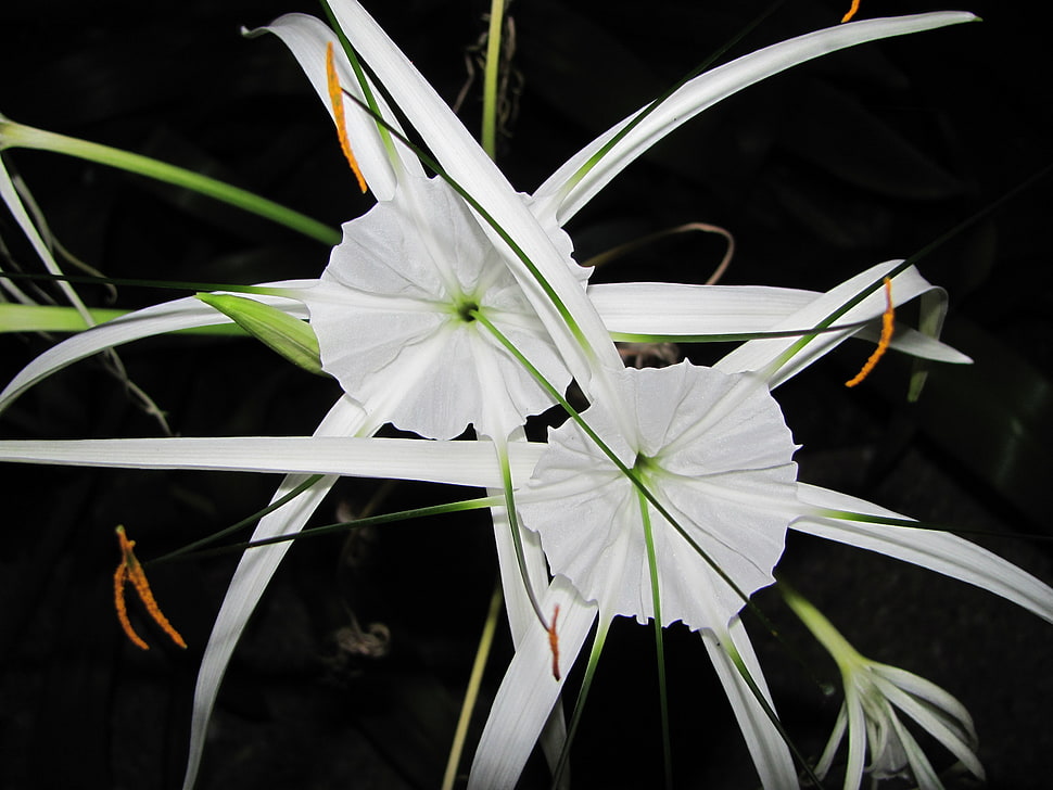white Spider Lily flower in closeup photo HD wallpaper