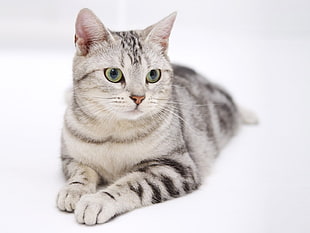 silver tabby cat on white background