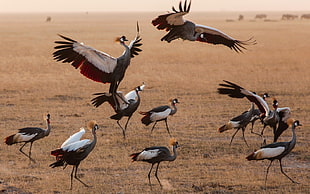 flock of gray birds, animals, cranes (bird), birds, Kenya HD wallpaper