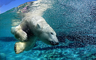 Polar bear, polar bears, animals, water, split view HD wallpaper
