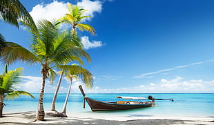 brown boat, landscape, tropical, beach, palm trees