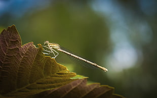 green Damselfly perched on brown leaf in closeup photography