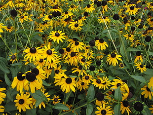 yellow Black-Eyed-Susan flower field HD wallpaper