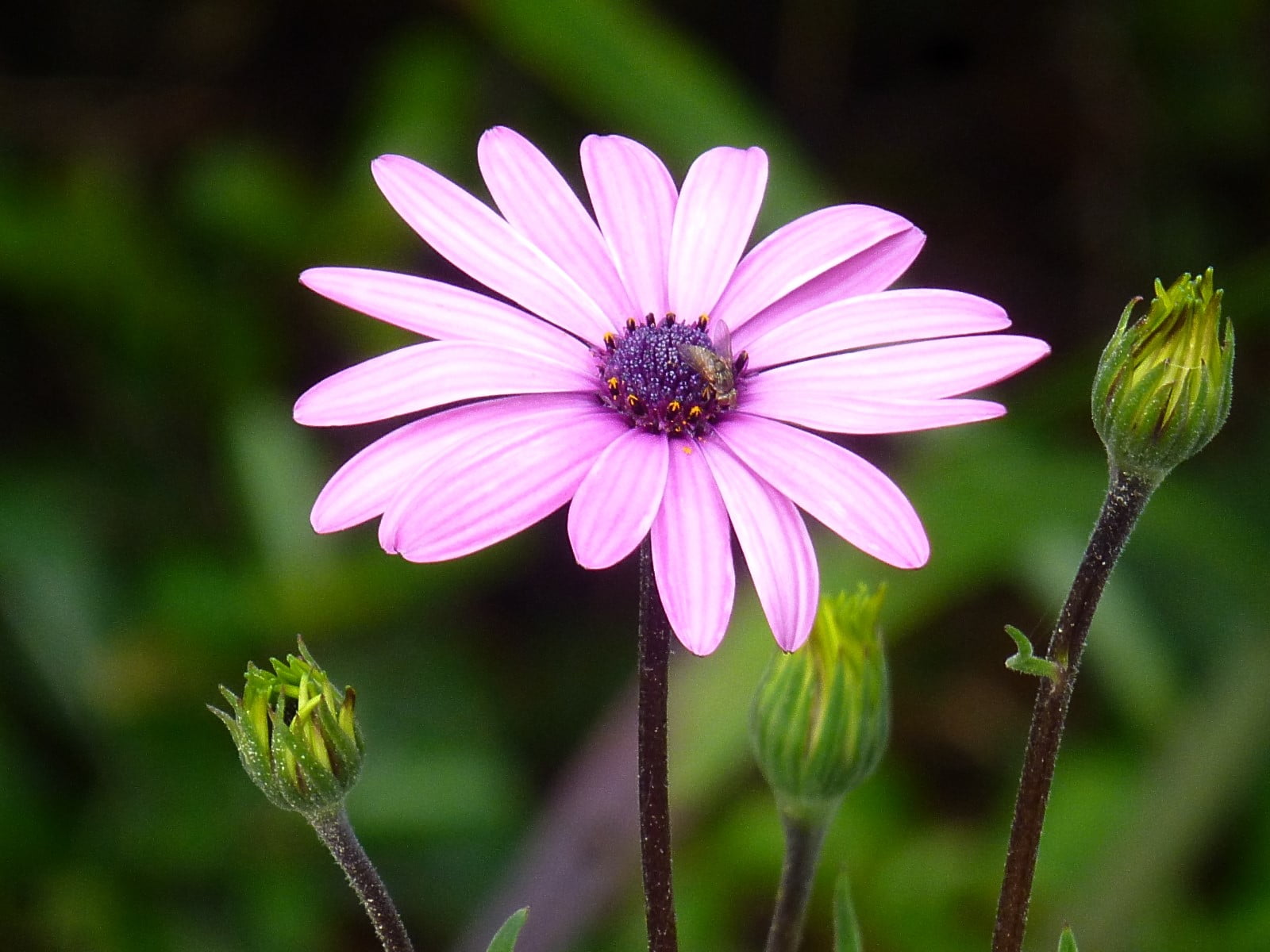 Purple flower HD wallpaper | Wallpaper Flare