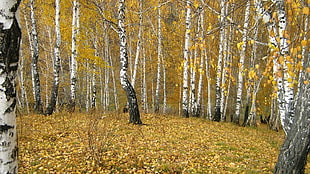 yellow leaf trees HD wallpaper