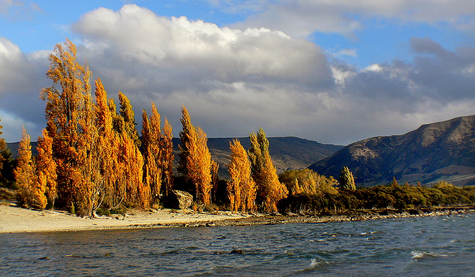 brown tree on brown surface, lake wanaka HD wallpaper