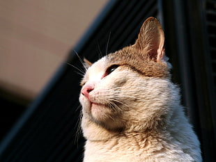 shallow focus photography of white and brown cat