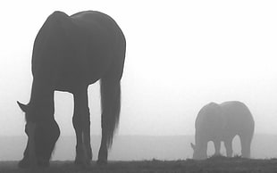 photo of horse eating with foggy background HD wallpaper