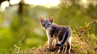 close up photo of kitten standing on grass