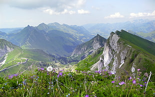 flower fields across mountains, rochers-de-naye