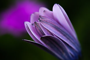 close up photo of a purple petaled flower