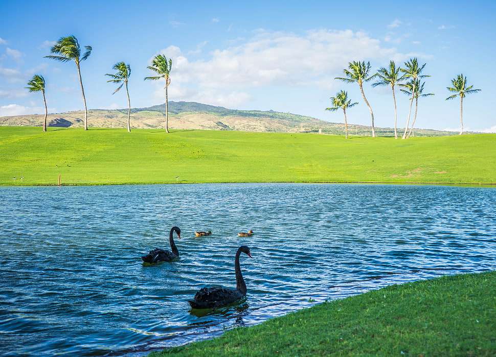two swan swimming on body of water during daytime HD wallpaper