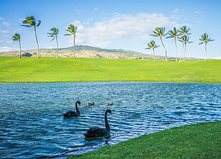 two swan swimming on body of water during daytime