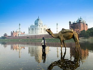 man and camel beside blue mosque during daytime