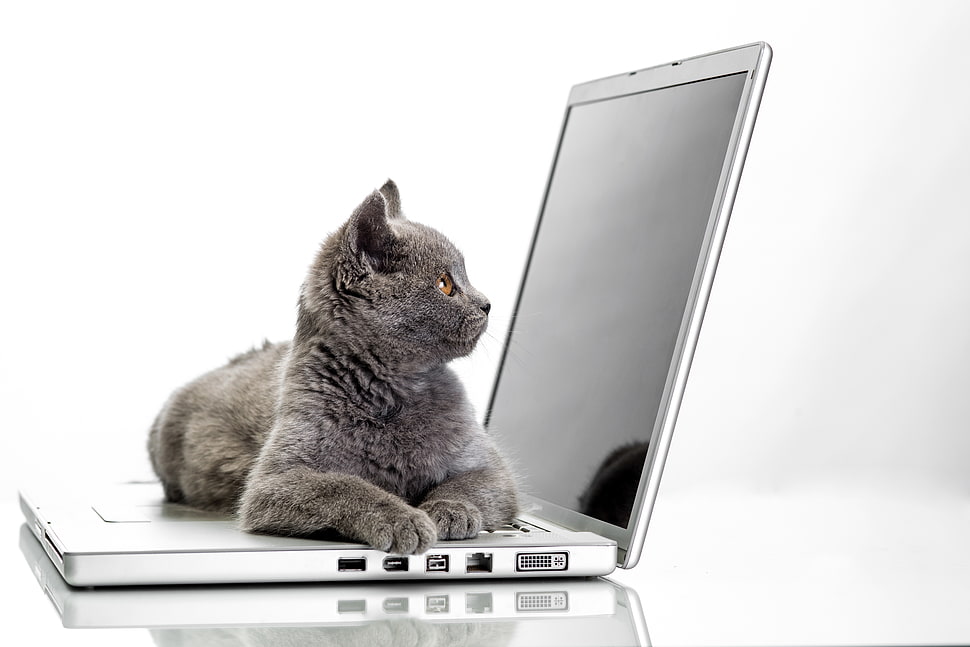 black and white tabby cat, animals, cat, notebooks, simple background HD wallpaper