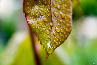 close up photo of leaf with water dew