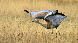 white black and brown crane on grass during daytime