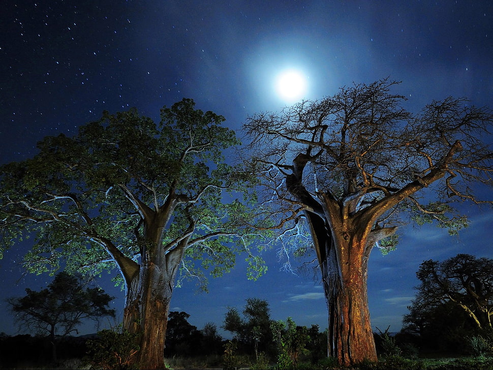 two brown trees, nebula, sky, trees, night HD wallpaper
