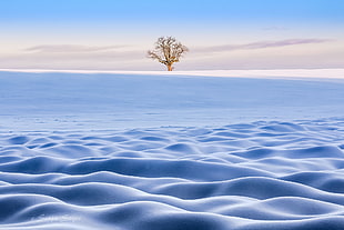blue rippled sand, winter, snow, landscape, trees
