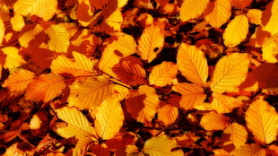 orange leaves, leaves, fall