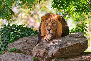lion leaning on brown rock surrounded by green leaves