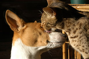 gray tabby cat licking a Telomian dog